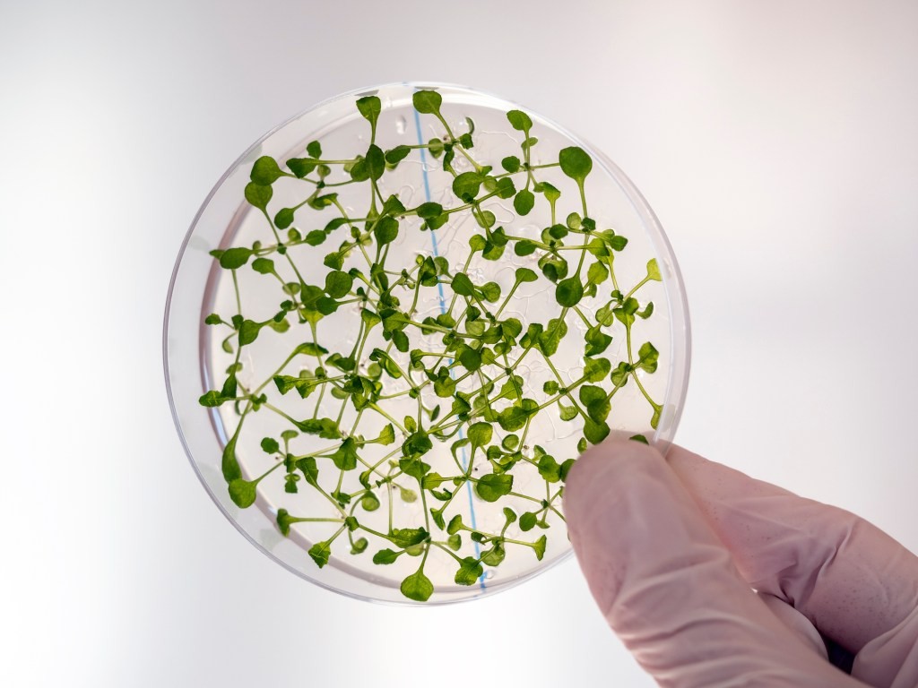 MIT Develops Lab-Grown Plants for Sustainable Alternatives