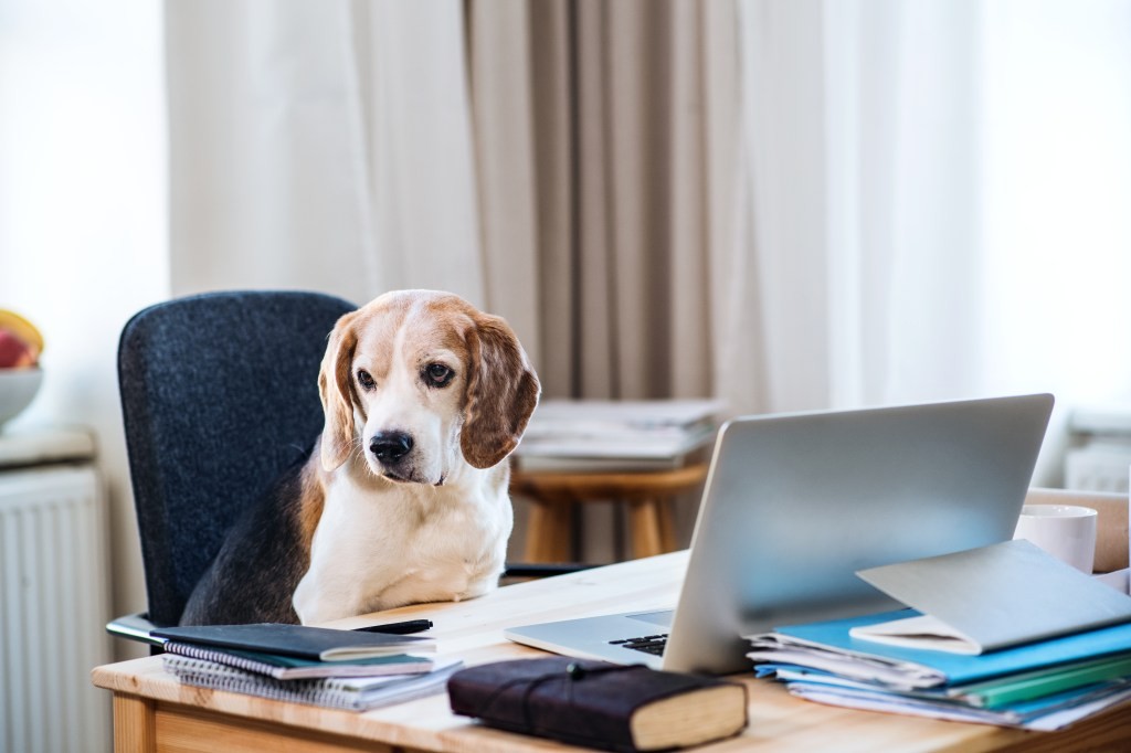 New Pet Tech at CES: Treating Dogs and Cats with Advanced Technology