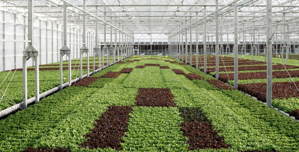 Gotham Greens Raises $87 Million for Indoor Farming Expansion