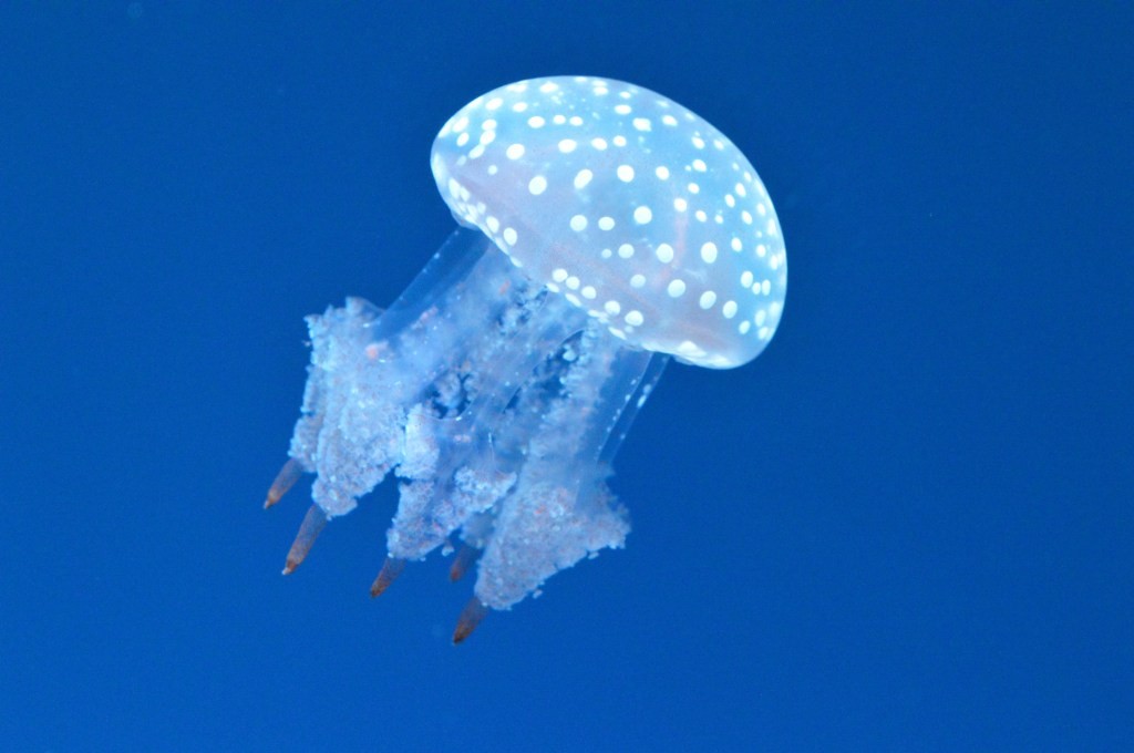 OpenSea Valuation: NFT Marketplace Hits $1.5 Billion