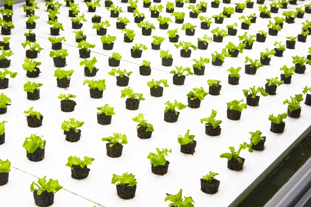 Nordetect Raises Seed Funding for Soil & Water Monitoring in Indoor Agriculture