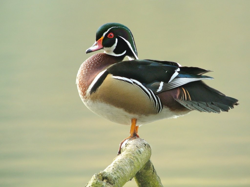 DuckDuckGo Raises $100M in Secondary Investment - Growth Surge