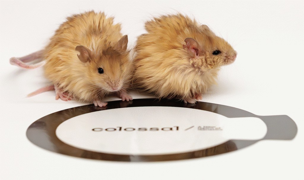 Woolly Mouse: Colossal Biosciences Revives Mammoth DNA