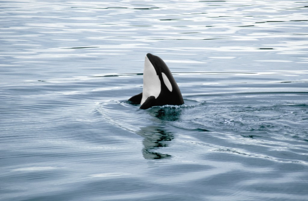 Orca Security Raises $55M to Advance Cloud Security