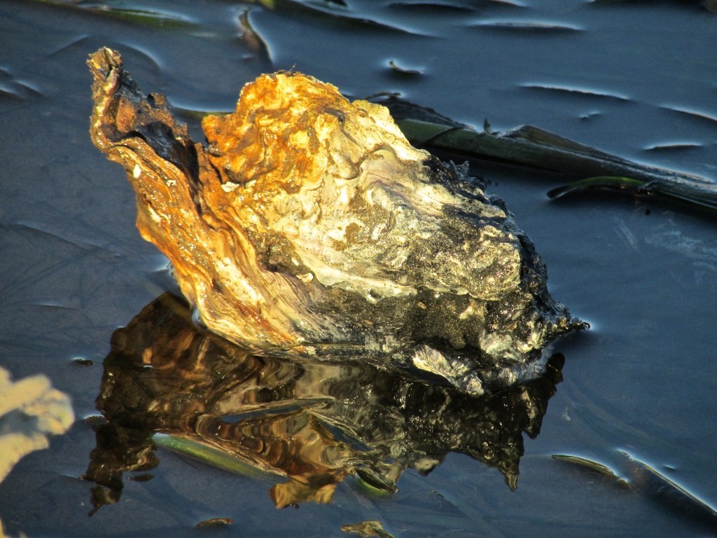 Oyster HR Platform Raises $50M at $475M Valuation