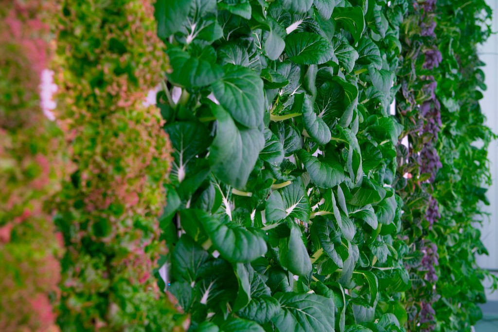 Plenty Raises $500M to Revolutionize Indoor Farming