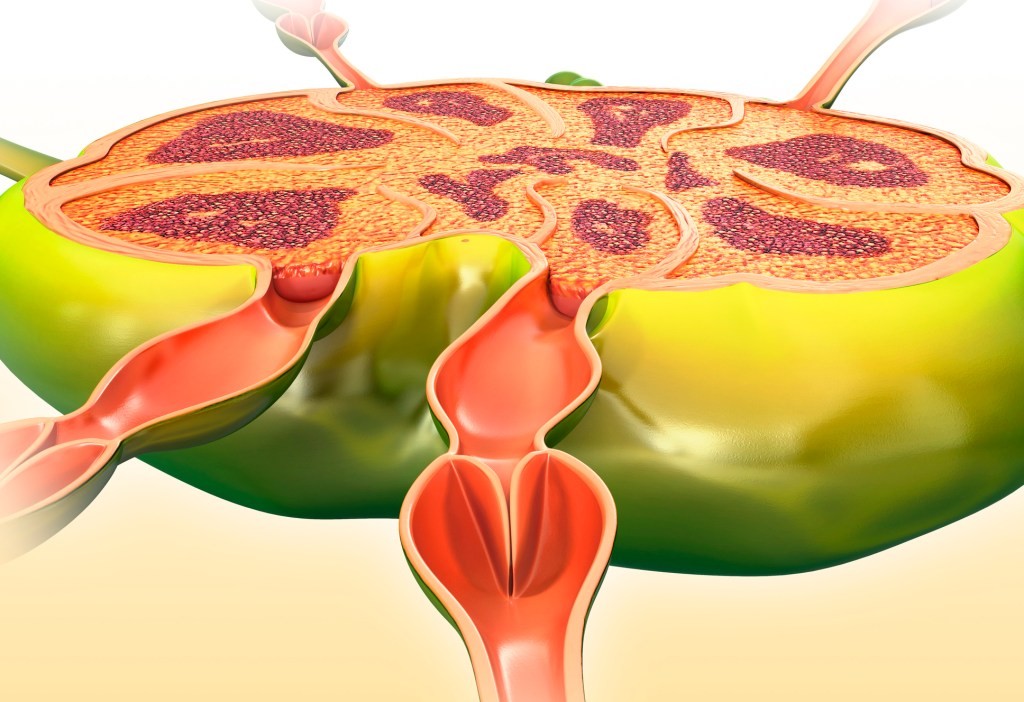 Prellis Biologics Secures $14.5M to Advance 'Human Immune System-in-a-Dish' Technology