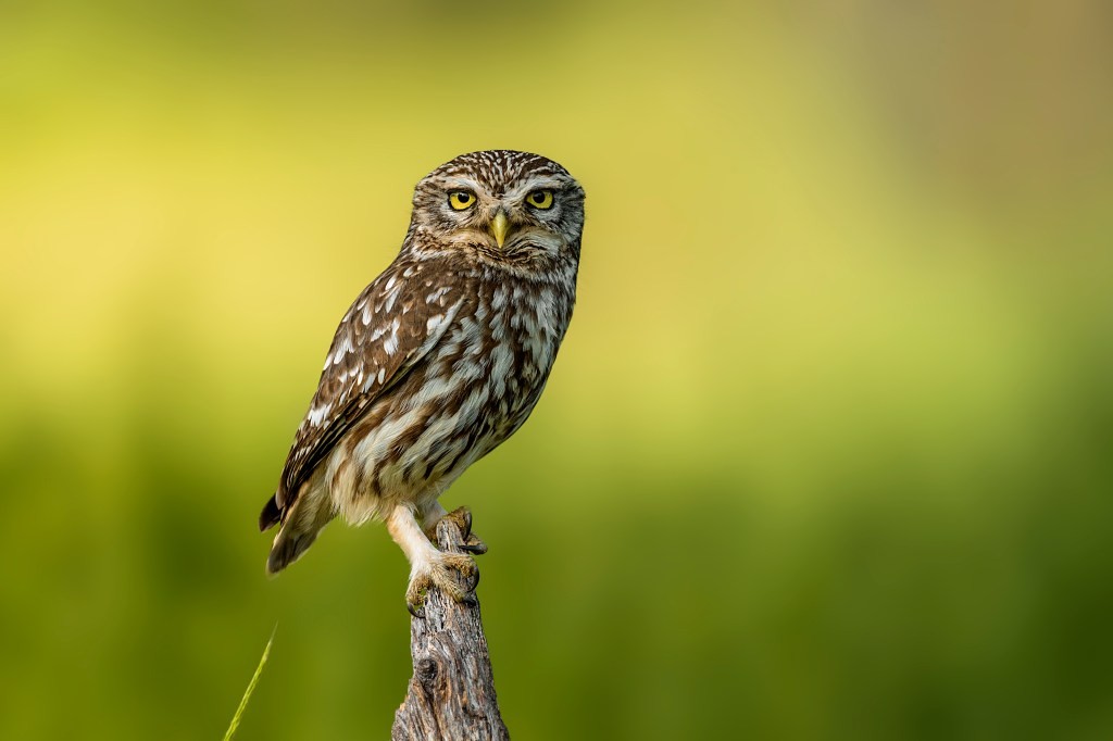 SendOwl Raises $4.5M to Empower Digital Creators