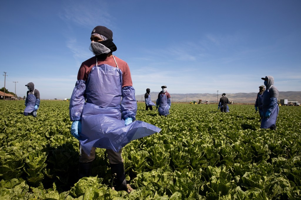 Seso Labor: Legal Status for Migrant Farmworkers in the US