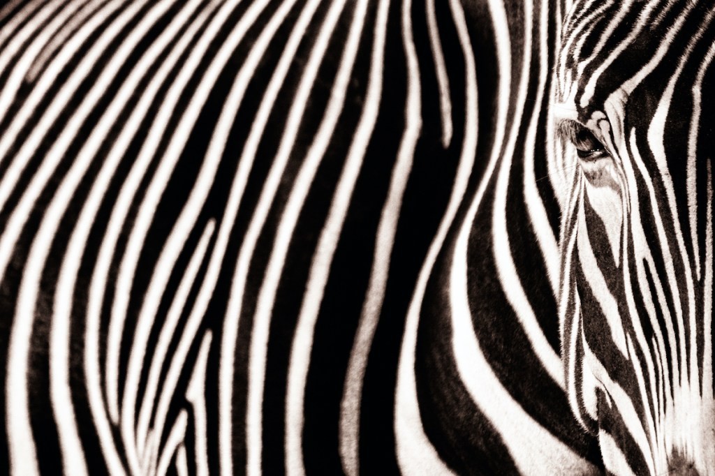 Silicon Valley: Why Zebras Are Better Than Unicorns