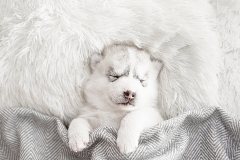 Embark Veterinary Valued at $700M After $75M Series B Funding