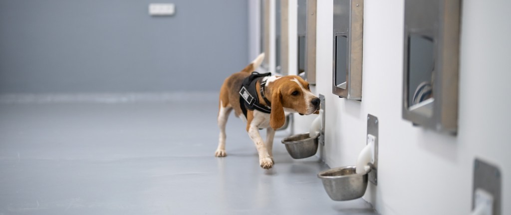 Spotitearly: AI & Dogs Detect Cancer | TechCrunch Disrupt