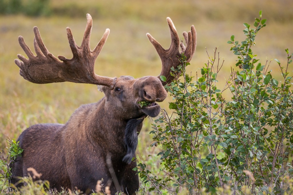 Great Moose Migration Livestream - Watch Now!