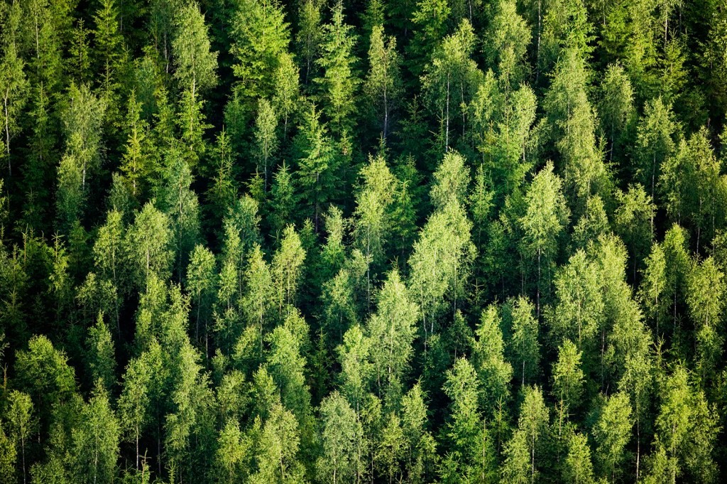 Sylvera Raises Seed Funding to Improve Carbon Offset Accountability