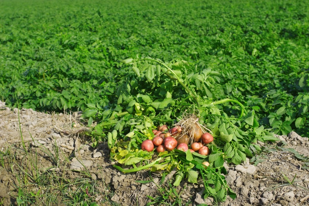 tazah Secures Pre-Seed Funding for Pakistani Agriculture
