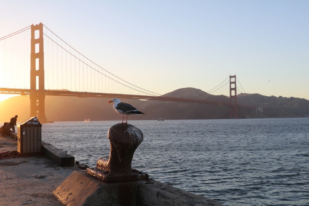 TechCrunch+ Roundup: Automattic TC-1, Grants & Productivity