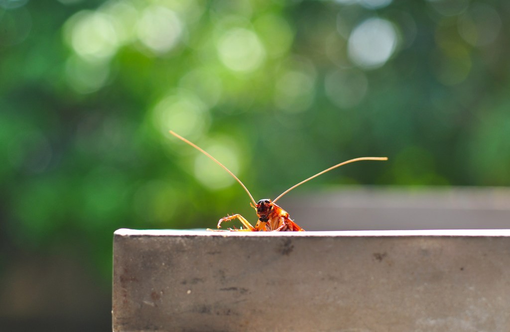 CockroachDB: A Comprehensive Overview