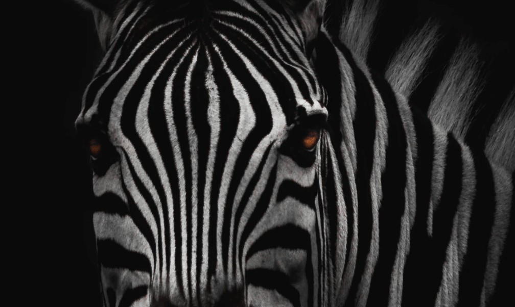 Zebra Hits $100M Run Rate & Profitability | Insurtech News