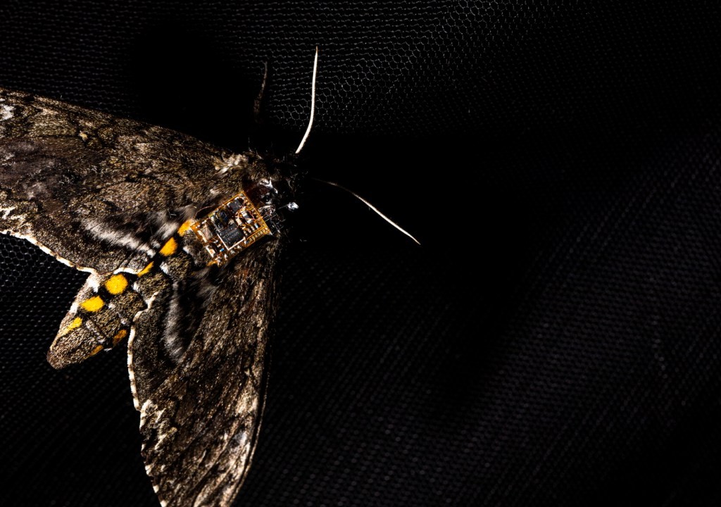 Moth-Mounted Sensors: Tiny Tech Takes Flight