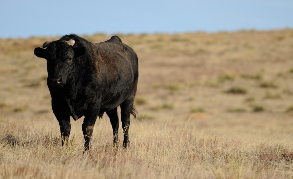 Lab-Grown Meat Startup: Elk, Lamb & Wagyu - Y Combinator
