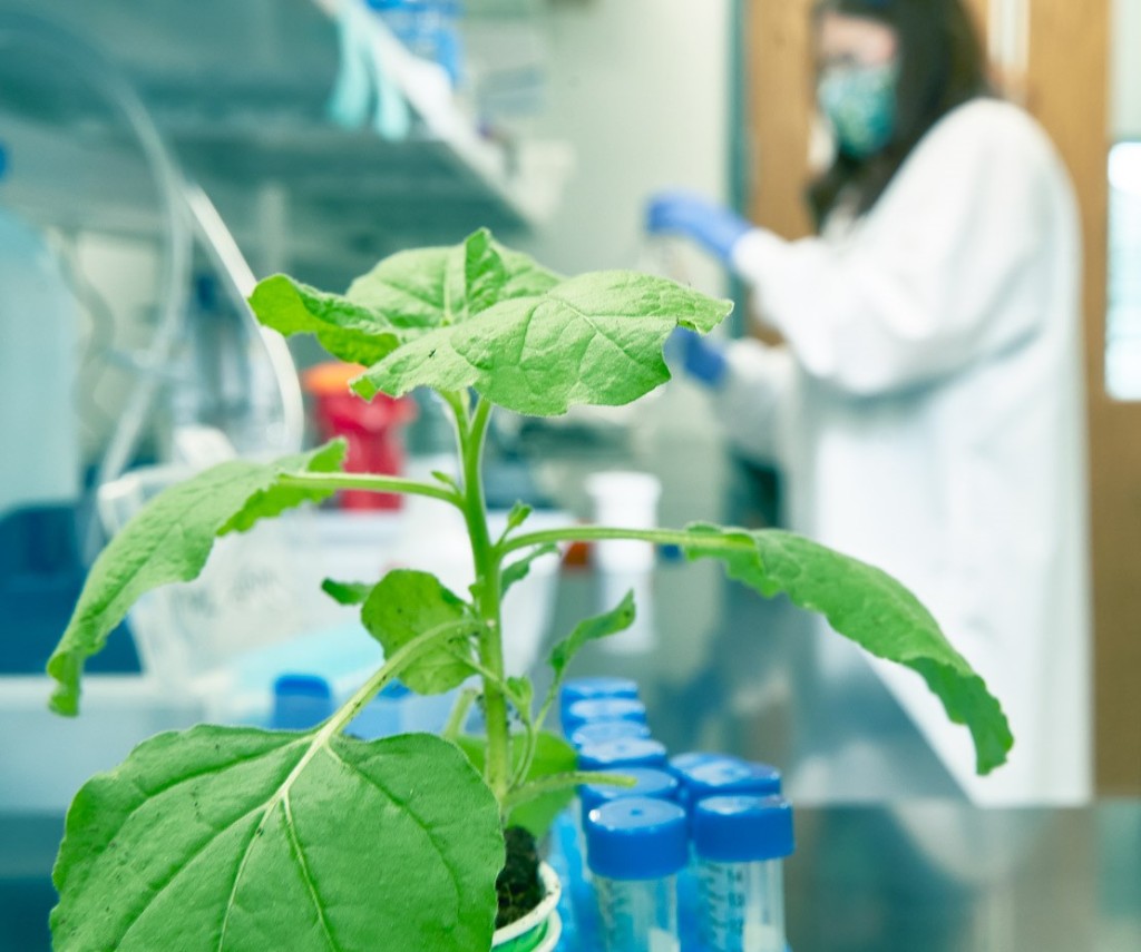 Tiamat Sciences: Lowering the Cost of Cellular Meat with Plant-Based Proteins