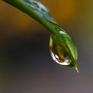 URL Droplet: Transfer Files to Dropbox with a Link