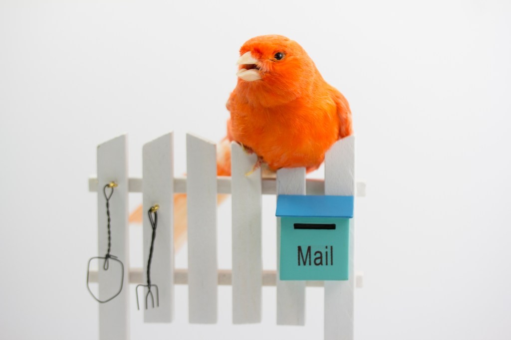 Twitter Tests Newsletter Feature on User Profiles