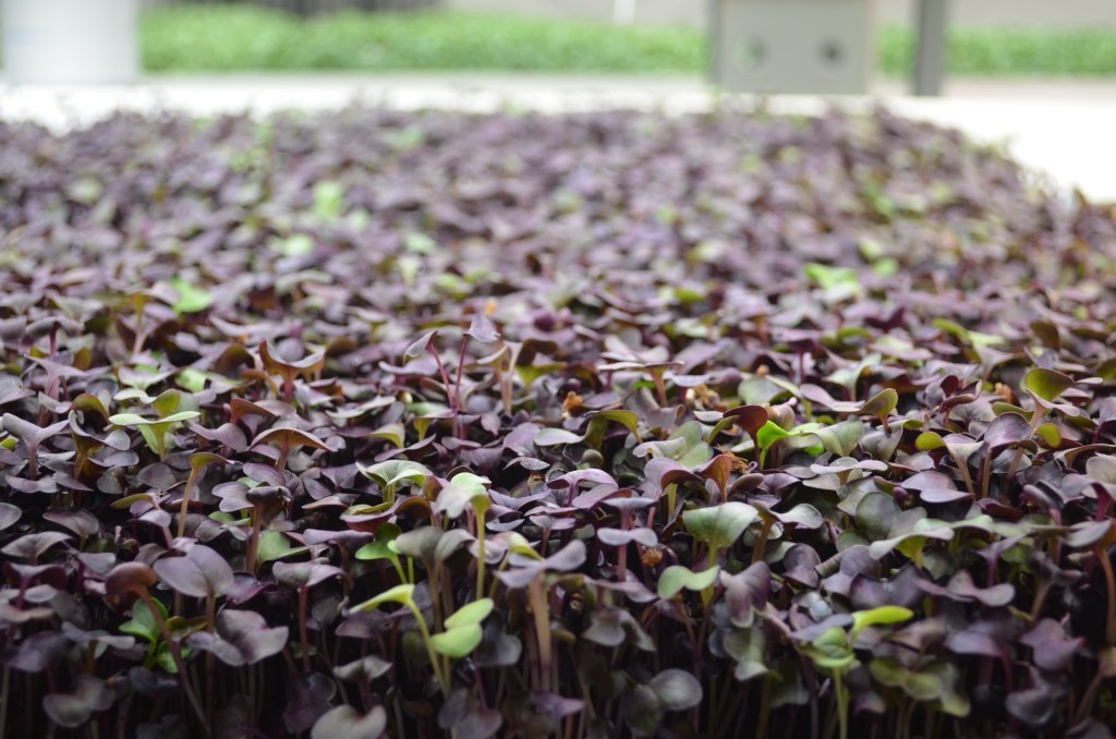 Upward Farms to Open New Vertical Farm in Pennsylvania