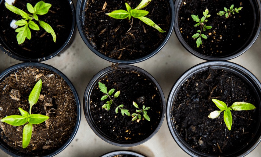 US Seed-Stage Investing Boomed During Pandemic