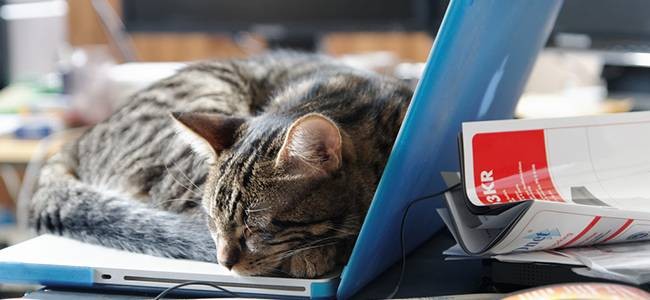App Nap: Does It Slow Down Your Mac?