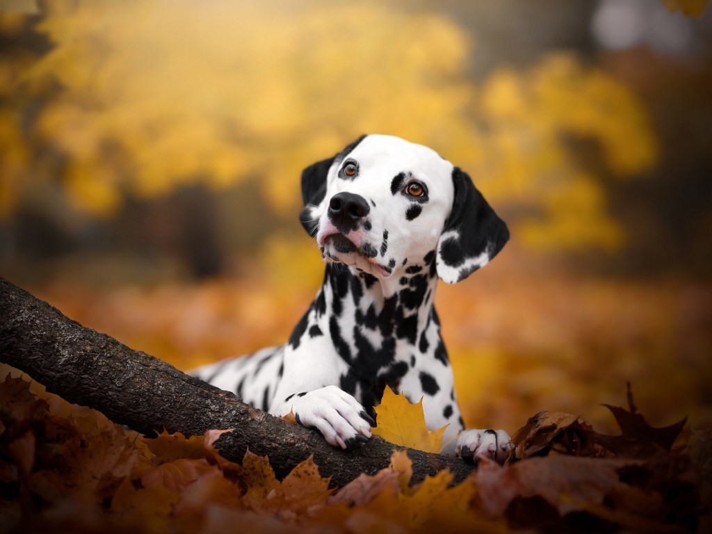 What's Updog? Datadog's New App Down Detection
