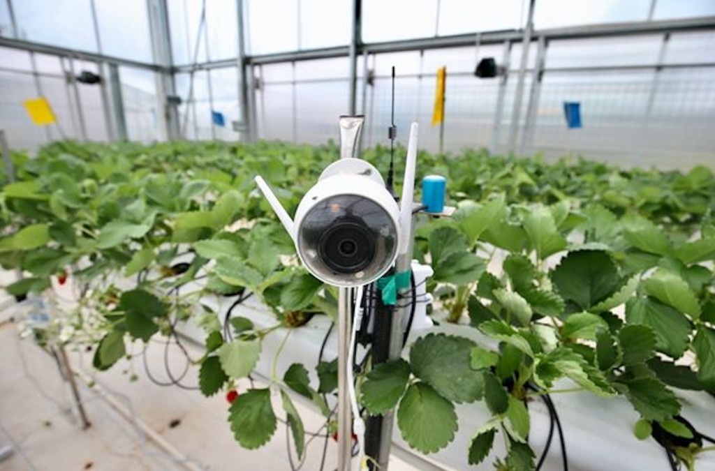 Pinduoduo's Agritech Investment: Challenging Alibaba?