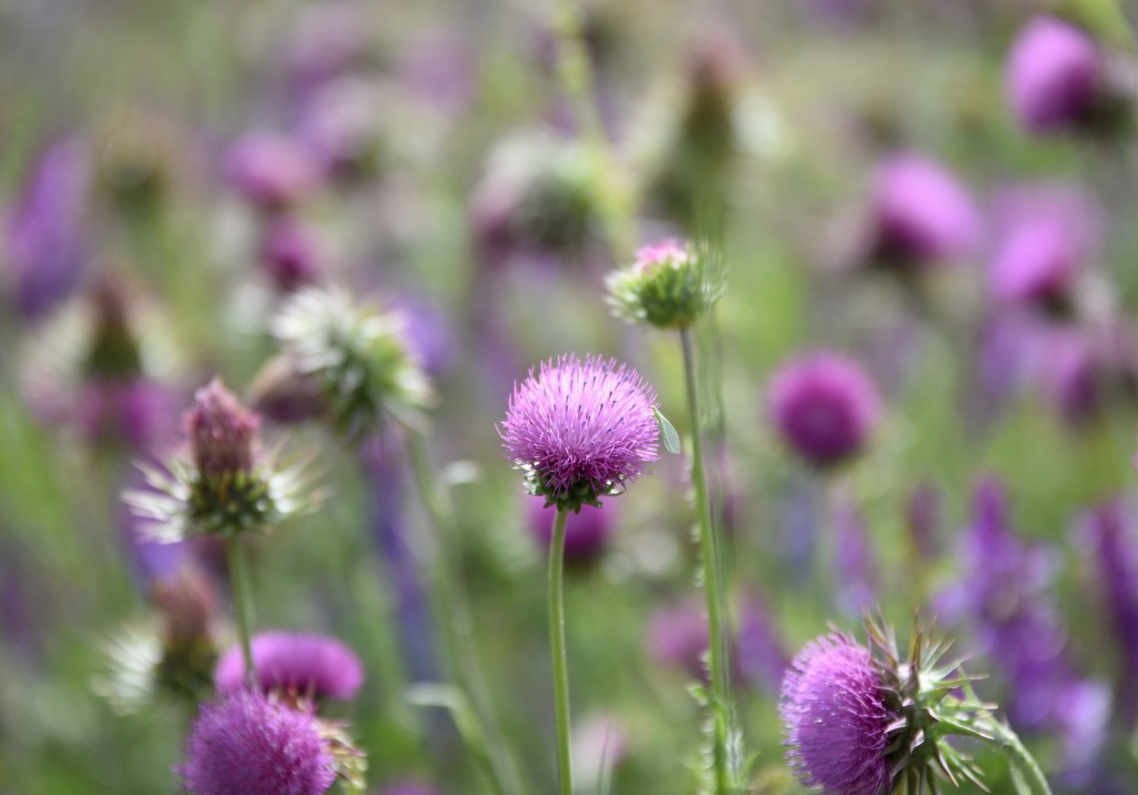 Thistle Technologies Raises $2.5M Seed Funding for IoT Security